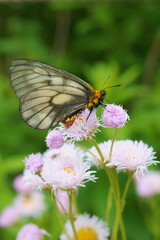Parnassius citrinarius butterfly