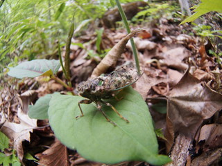 Cicada resting on a leaf