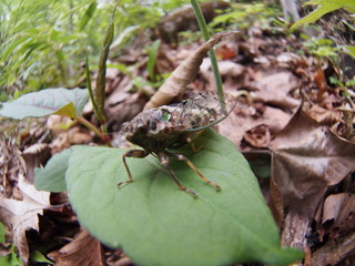 Cicada resting on a leaf