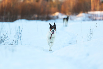 Cute Playful mongrel dog at walk in winter field