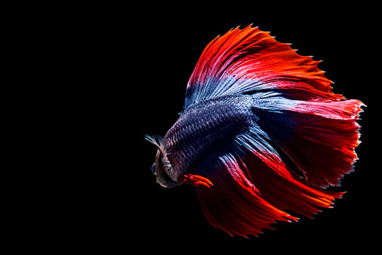 Beautiful movement of white crowntail betta fish, fancy halfmoon • wall  stickers wallpaper, action, art | myloview.com