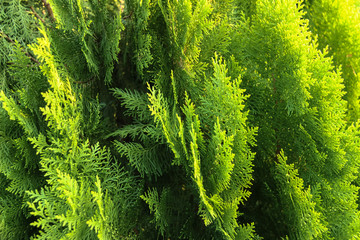  Leaves, pine leaves and evening light