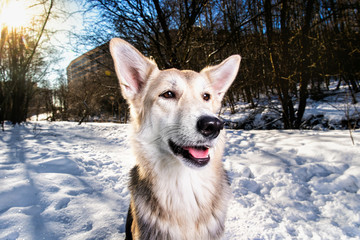 Strong healthy mongrel dog portrait in winter forest