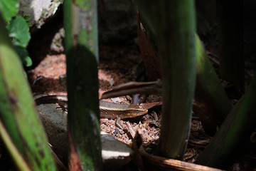 The Skink is one of the most shy lizards  , Skink species can be found in Thailand 