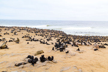 South African Fur Seal colony at Cape Cross Seal Reserve, Namibia, Africa