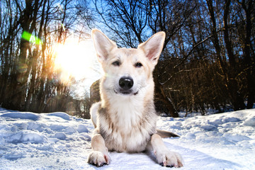 Strong healthy mongrel dog portrait in winter forest