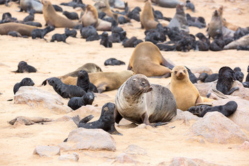 South African Fur Seal colony at Cape Cross Seal Reserve, Namibia, Africa