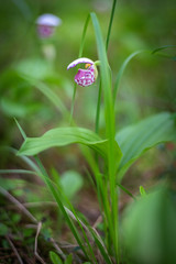 Obraz premium Cypripedium guttatum