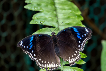 Close up view of a big blue butterfly sitting on green leaves