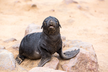 Lonely South African Fur Seal baby crying at Cape Cross Seal Reserve, Namibia, Africa