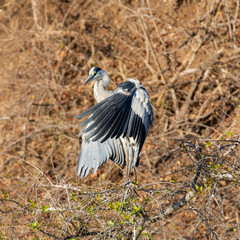 Grey Heron
