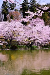 Obraz na płótnie Canvas 臥竜公園の桜