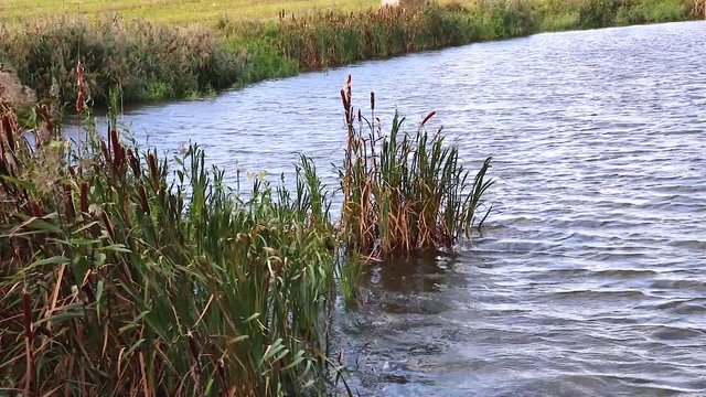 Bulrush, cattail, sedge. Pristine river. Belarusian Polesie. Wind. Autumn. Bright autumn colors. Flowing water. Wind on the river. Wild nature.