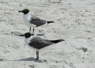 Seagulls on the beach in Atlantic coast of North Florida 