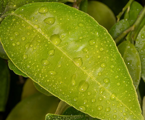 Water droplets on wide green leaf