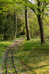 Fototapeta premium path in the forest