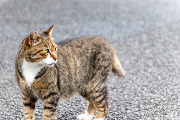 みなとみらいを歩く猫