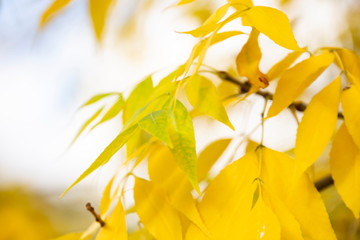 Żółte, jesienne liście