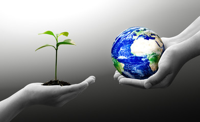 Woman hands holding world or globe and holding sprout on earth day.Environment conservation and energy saving concept.Elements of this image are furnished by NASA.