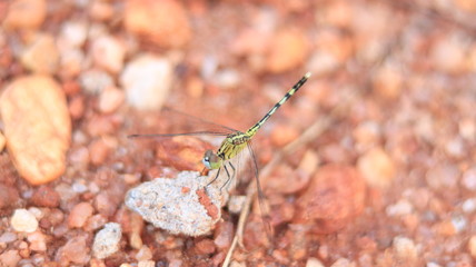 grasshopper on a stone