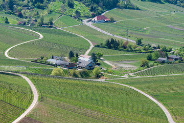 aerial view of rice fields