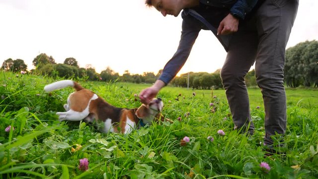 Man move hand near dog head, give roll command to beagle lying in grass. Active pet follow order, turn around. Green herbs and clover flowers at wild lawn, nice evening time