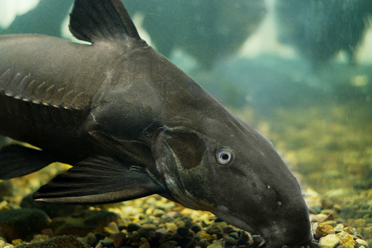 Black catfish. Oxydoras niger. Freshwater fish in the river.