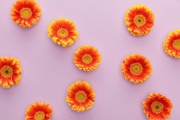 top view of orange gerbera flowers on violet background
