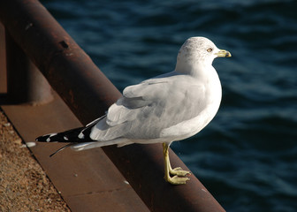 Ring-billed Gull sitting on a railing