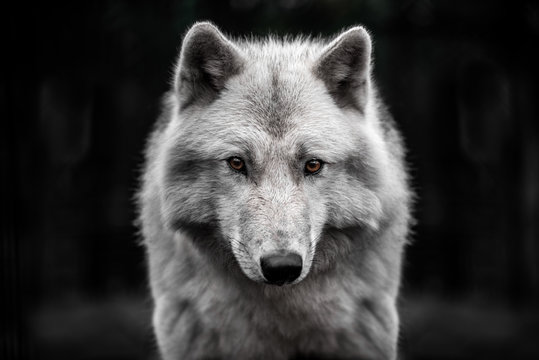 Portrait of polar wolf handsome young male. © Евгения Шихалеева