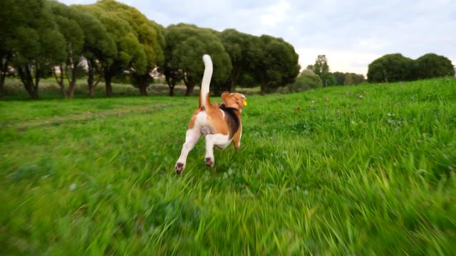 POV playing with active dog, chase pet running with toy in jaws. Green grassy lawn at city park, sweet summer evening time. Amusing beagle jog and tease pursuer