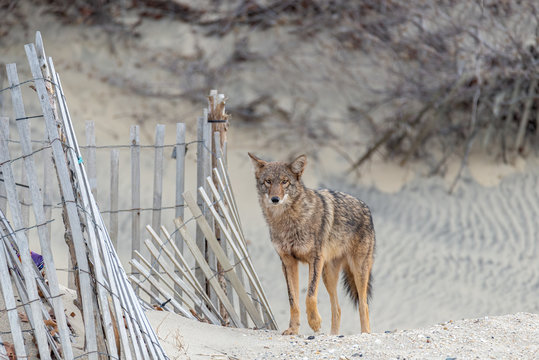 An Eastern Coyote on the beach at the Jersey Shore.