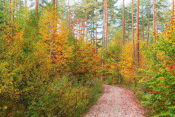 A walking path in the forest while autumn