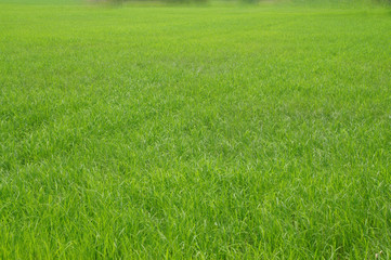 Plakat green rice fields