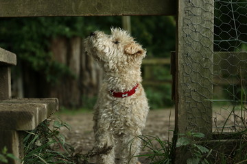 A lakeland terrier passing through a country gate 