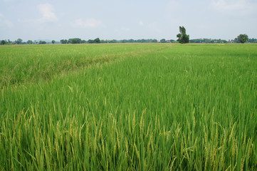 Fototapeta premium green rice fields 