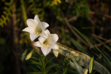 floripón blanco