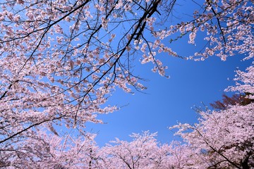 臥竜公園の桜