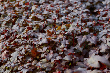 dark shrub pattern close-up in autumn