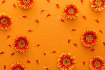 top view of gerbera flowers with petals on orange background