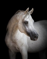Fototapeta na wymiar Portrait of a beautiful white Arabian horse looks back on black background