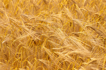 Wheat field. Ears of golden wheat close up. Background of ripening ears of meadow wheat field