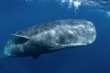 Naklejka premium sperm whale, physeter macrocephalus, Indian Ocean