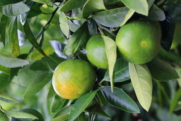 mandarin orange field in Okayama,Japan