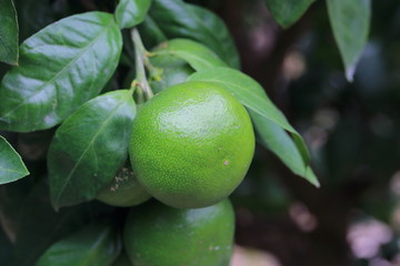 mandarin orange field in Okayama,Japan