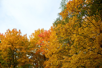 Fototapeta premium the top of the orange maple leaves against the sky