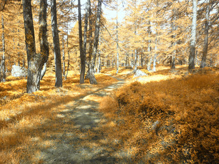 Fototapeta premium autumn in a path forest on the mountains