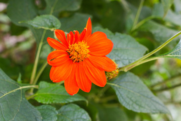 red and yellow flower