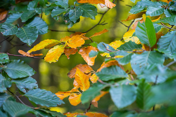 Blätter verfärben sich im Herbst