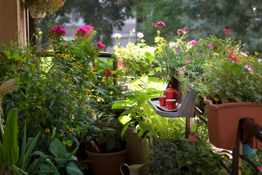 Urban Balcony garden. Cozy summer balcony with many potted plants, cup of cafe. Morning coffee on the balcony. Small table with red coffee cups and coffee maker.